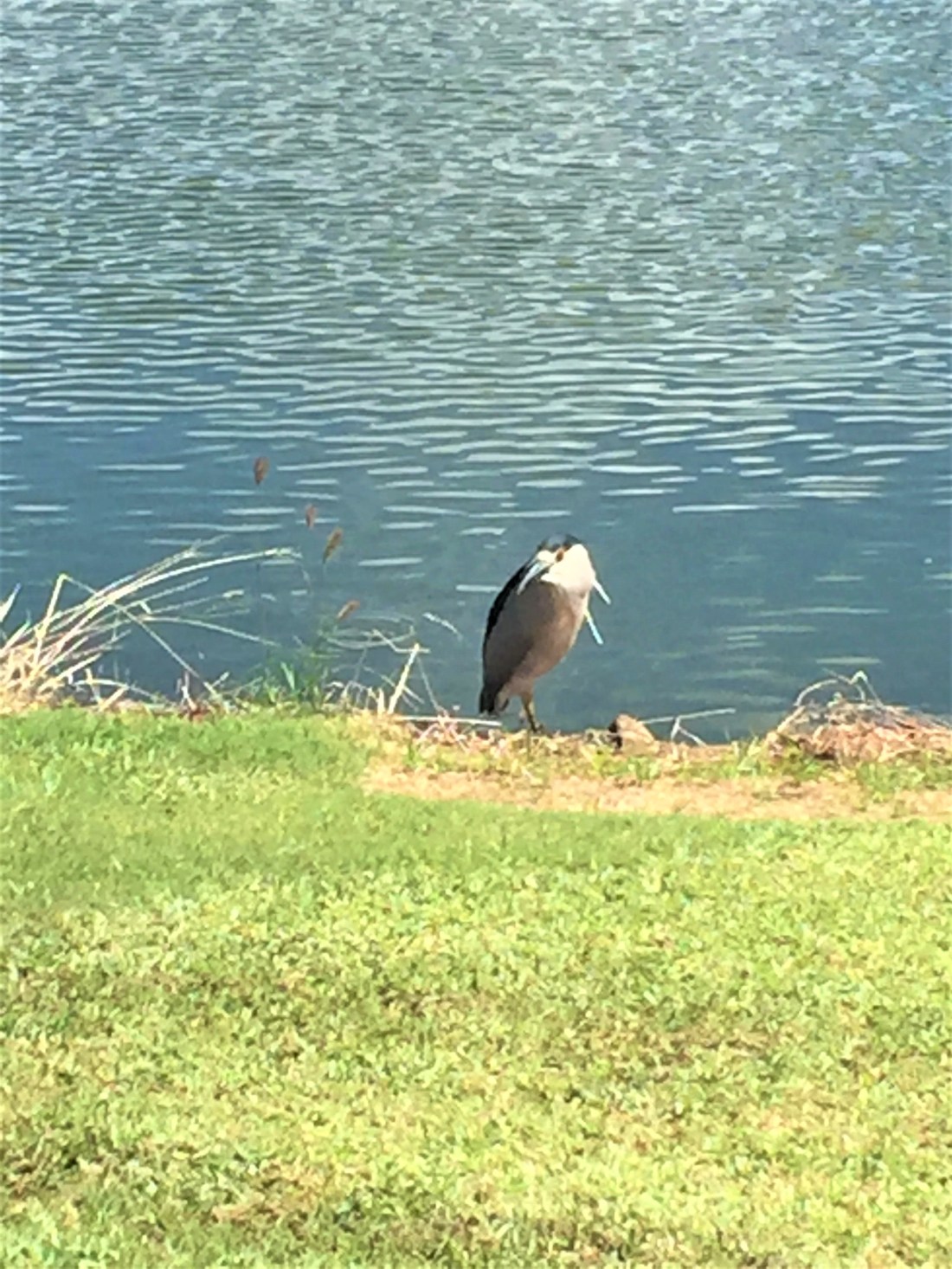 ウェスト・ロッ７